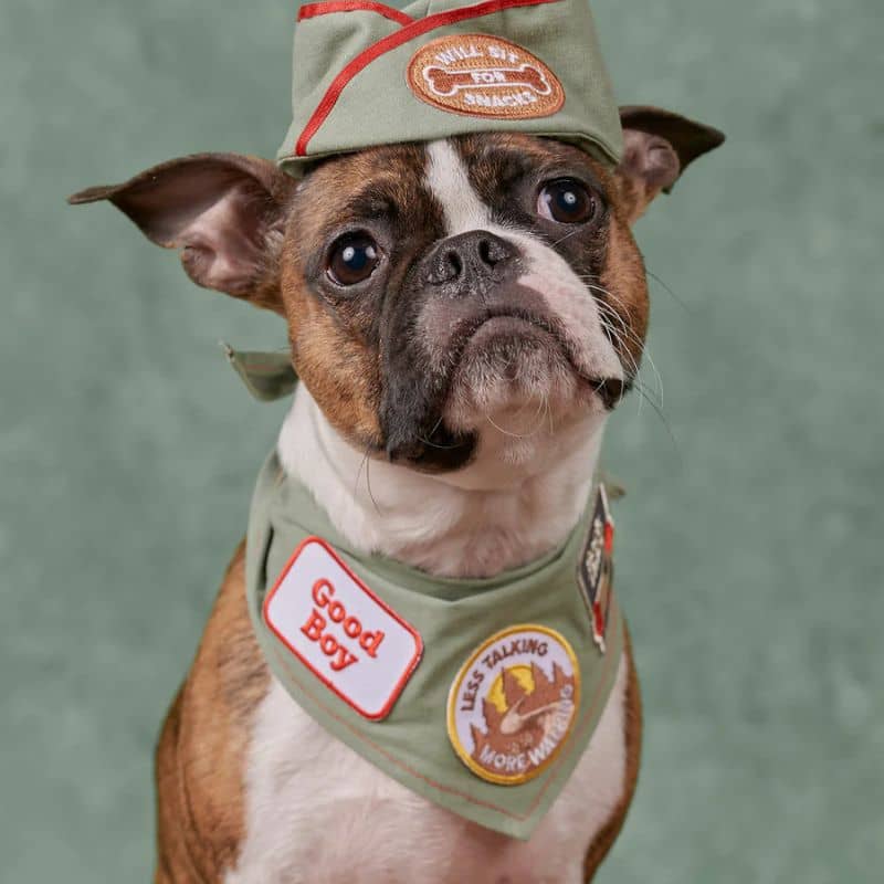 Badge pour chien à thermocoller - Good boy