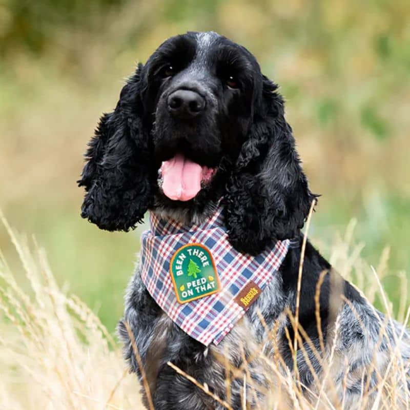 Bagde Scout's honour pour chien