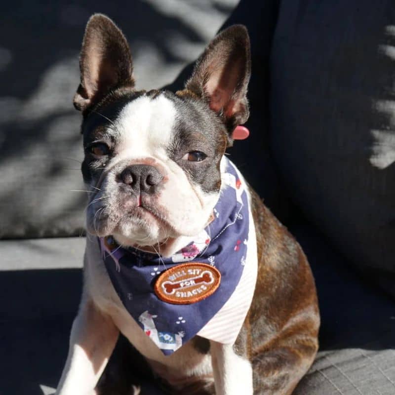 Badge pour chien à thermocoller - Wil sit for snacks