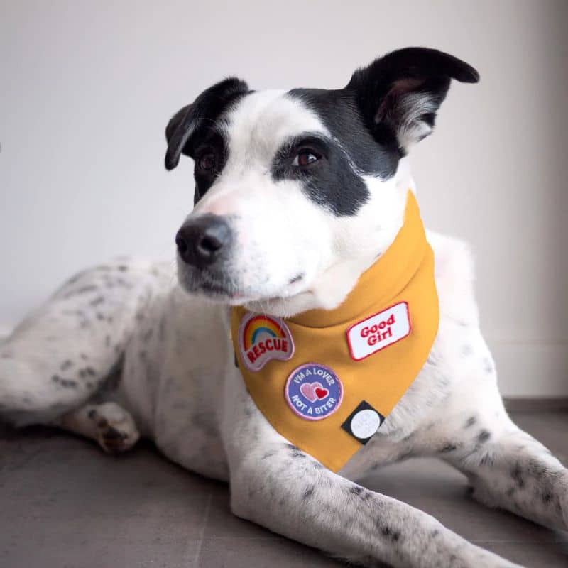 Badge pour chien à thermocoller - Good Girl