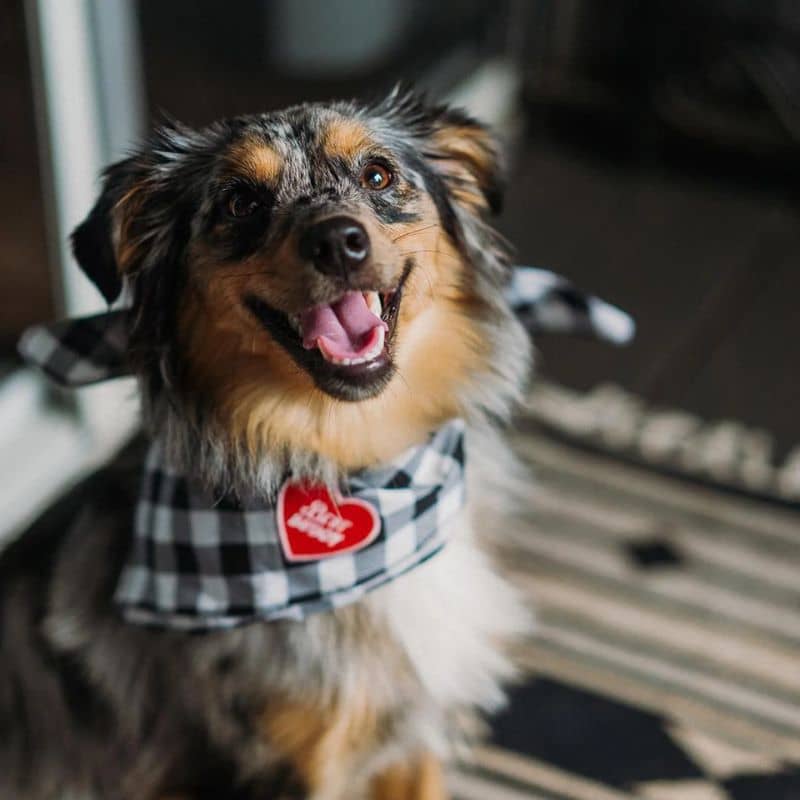 Badge pour chien à thermocoller - Best buddy