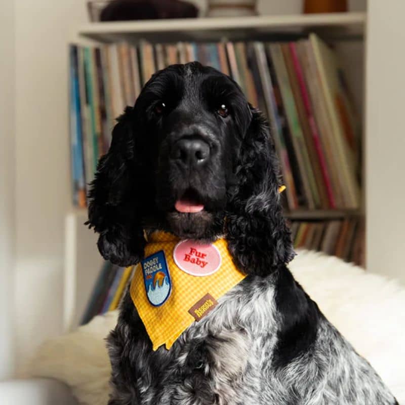 Badge de mérite pour chien pour customiser bandana