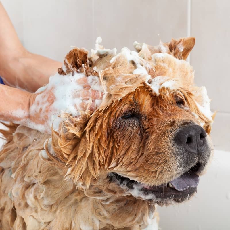 shampoing chien