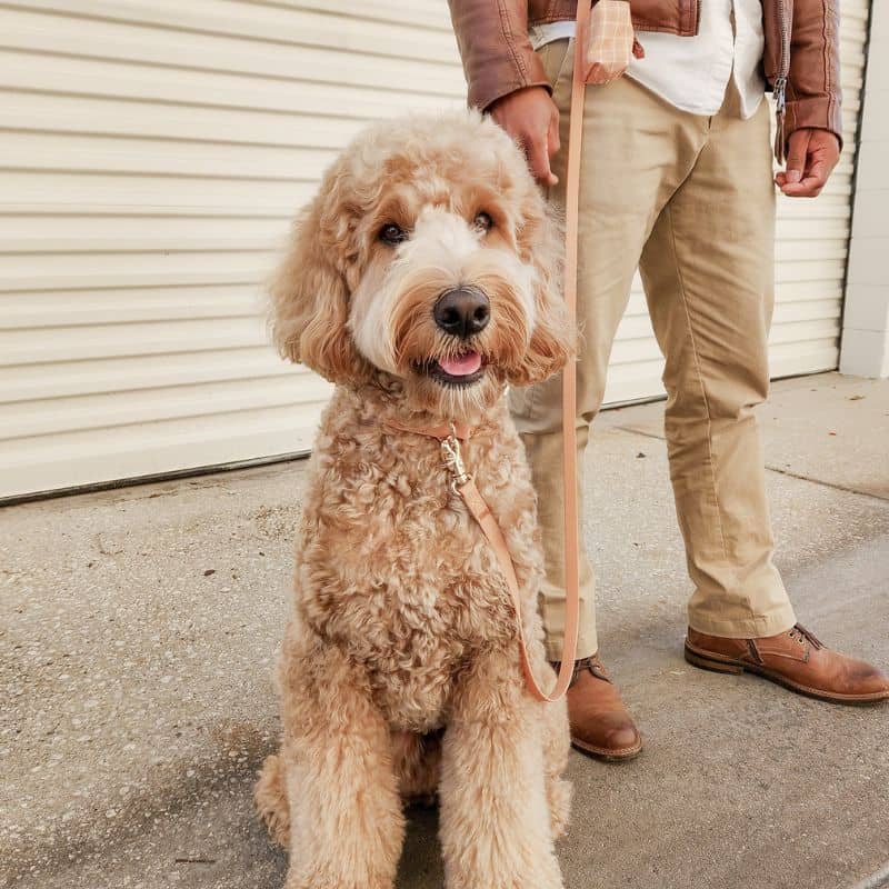 Collier pour chien imperméable Shop Sunny Tails en marron chai