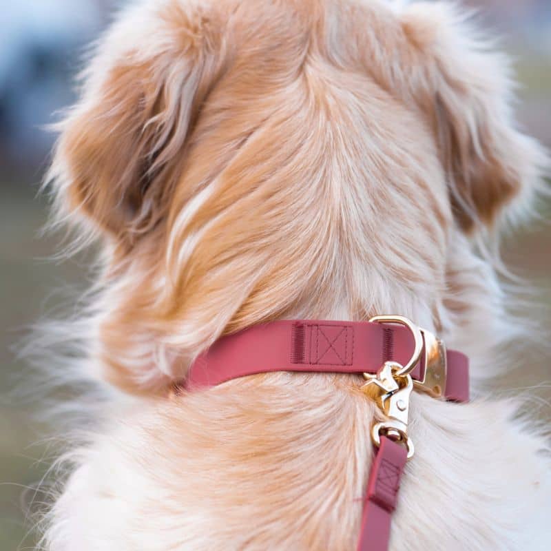 Collier pour chien imperméable Shop Sunny Tails en framboise