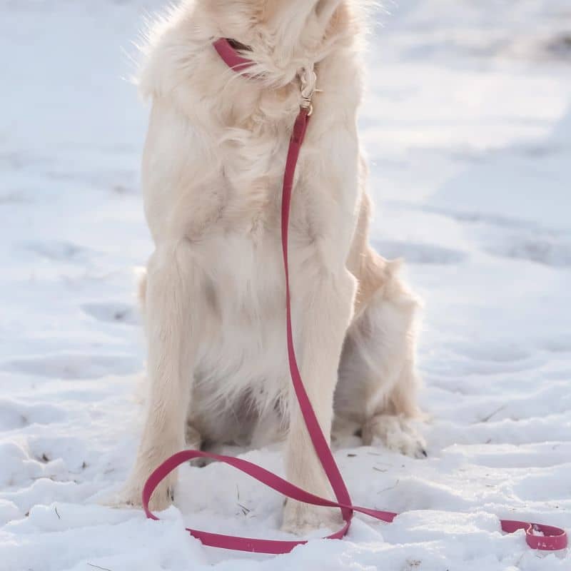 Laisse pour chien imperméable framboise