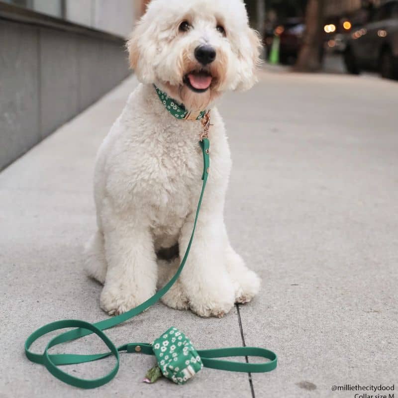 Laisse pour chien imperméable vert