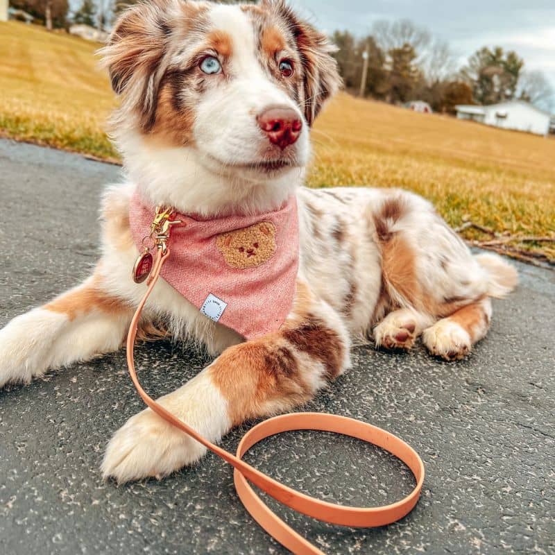 Laisse pour chien imperméable nude