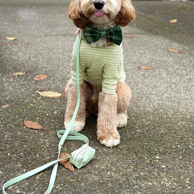 Laisse pour chien imperméable vert pistache