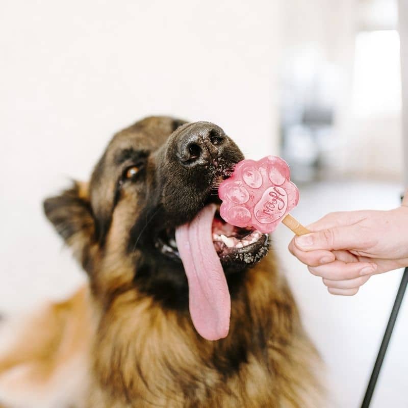 préparation à la fraise 🍓 Smoofl vous permettra de réaliser des glaces pour votre chien