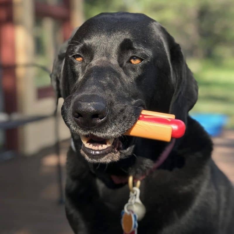 jouet résistant à mâcher pour chien en forme de hot dog SodaPup 