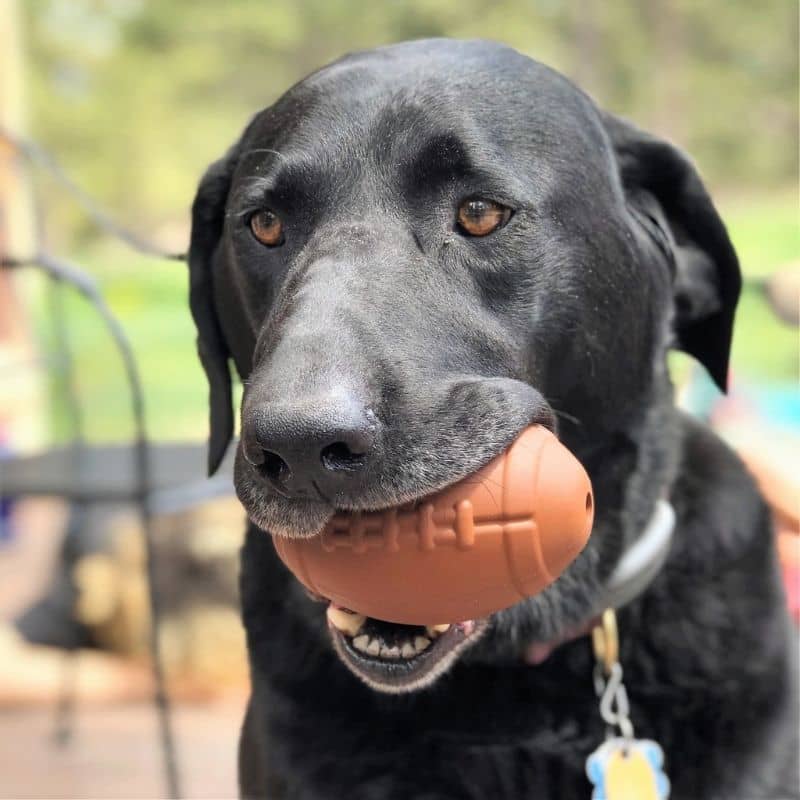 jouet d'occupation pour chien en forme de ballon de foot US SodaPup