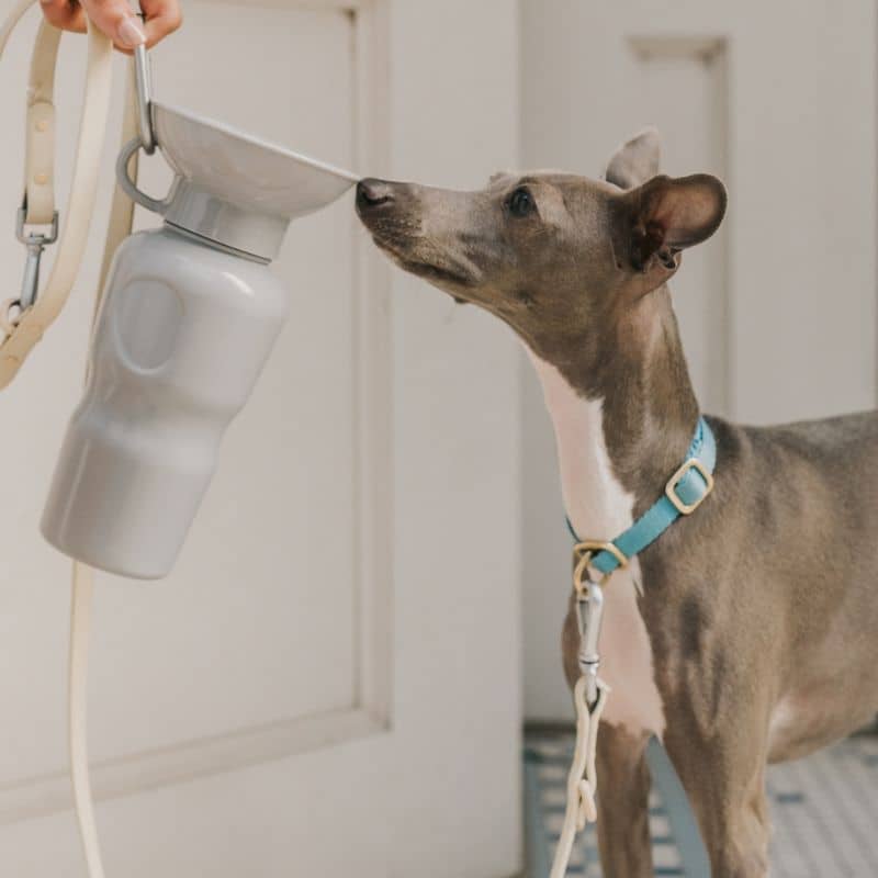 Gourde pour chien avec réservoir en gris