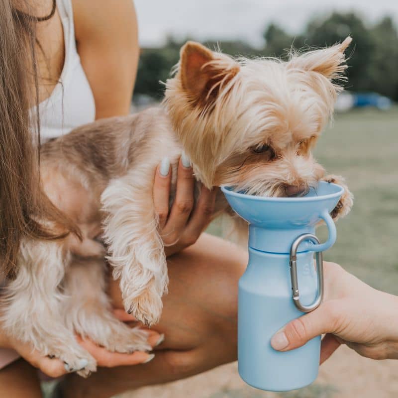 Gourde pour chien avec réservoir en bleu