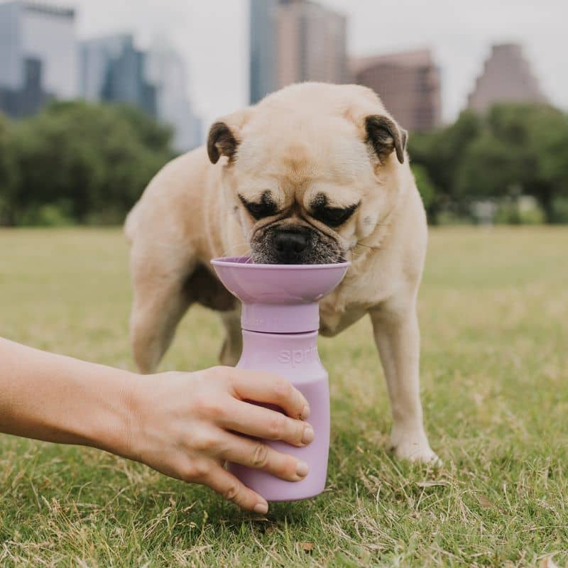 Gourde pour chien avec réservoir en mauve