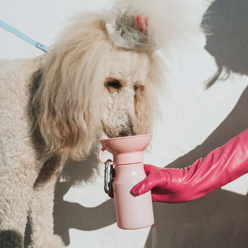 Gourde pour chien avec réservoir d'eau rose Springer