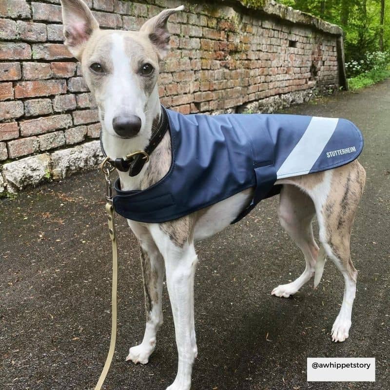 Chien avec imperméable pour chien bleu marine