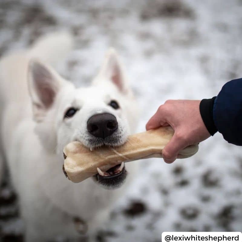 os à macher pour chien pour la beauté du pelage Syta micha