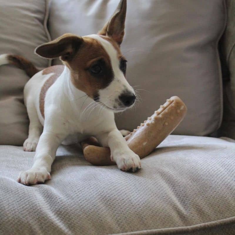 jouet résistant à macher pour chien en forme de bois de cerf parfumé au bacon Tall tails