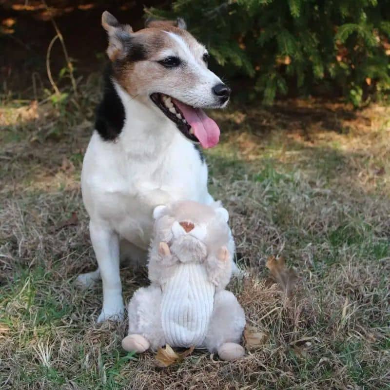 jouet interactif pour chien Tall Tails peluche en forme d'écureuil qui remue la queue lorsque l'on appuie sur le couineur