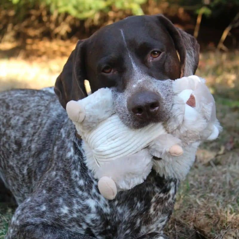 jouet interactif pour chien Tall Tails peluche en forme d'écureuil qui remue la queue lorsque l'on appuie sur le couineur