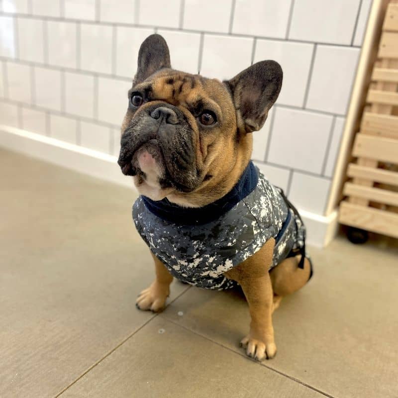 MANTEAU POUR BOULEDOGUE - THE SPLASH TENDANCE