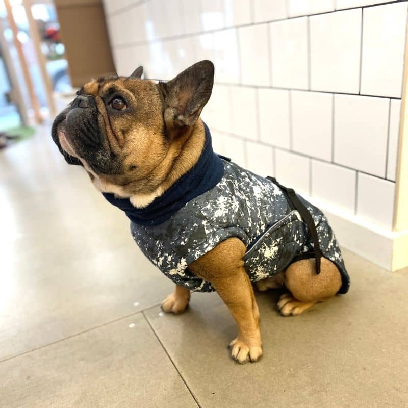 MANTEAU POUR BOULEDOGUE - THE SPLASH CHAUD