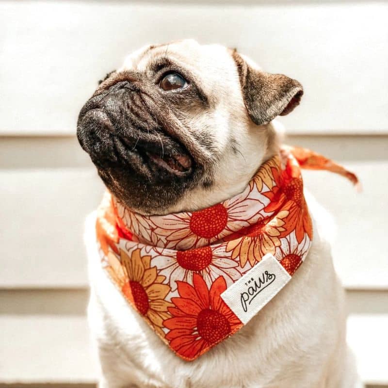 Carlin avec un bandana pour chien THE PAWS fielding - champs de fleurs