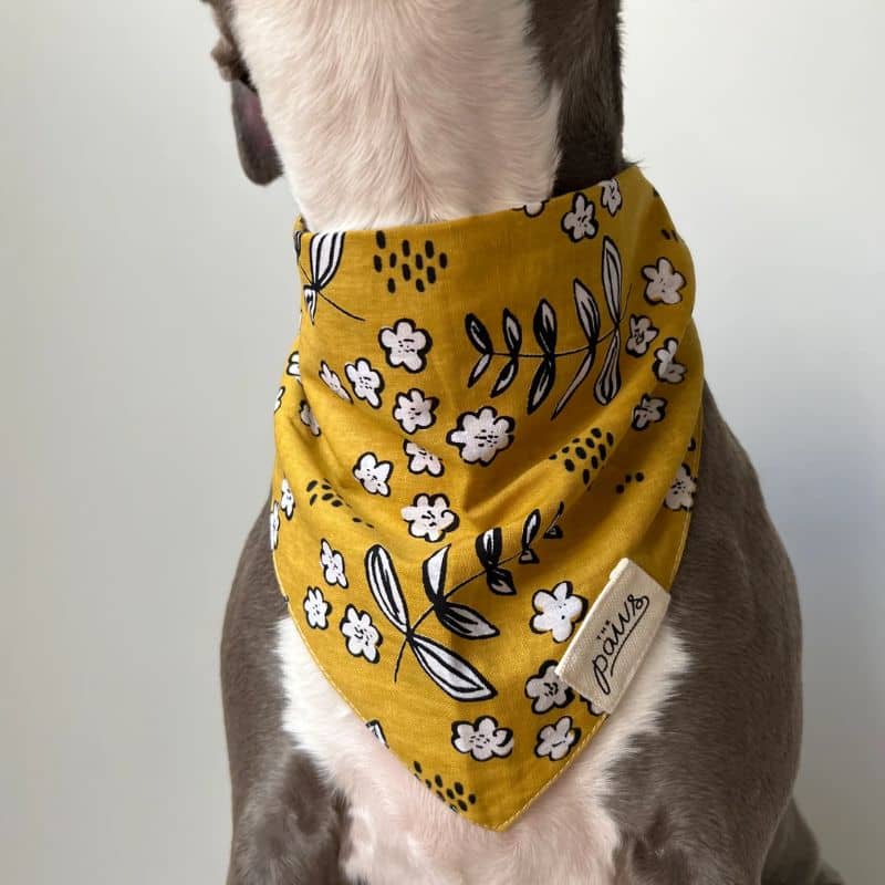 Détail du bandana pour chien Goldie de The Paws