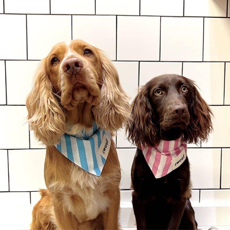 Niita et Koda avec les bandanas pour chien The Wouf