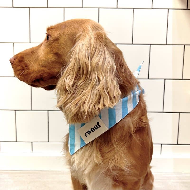Cocker de profil avec bandana pour chien The Wouf