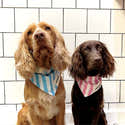 Bandana D'anniversaire Pour Chien Rose Réversible - Tissu Polyester, Taille 65x44,7 Cm, Message Fête - 3