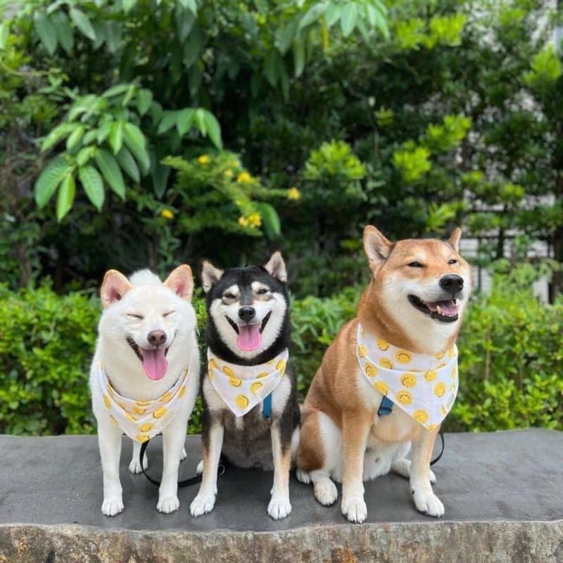 Bandana pour chien motif jaune smiley avec shiba