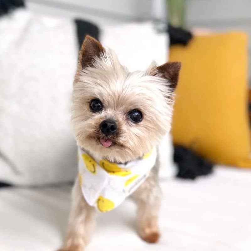 Petit chien avec bandana pour chien motif smiley jaune et blanc en coton