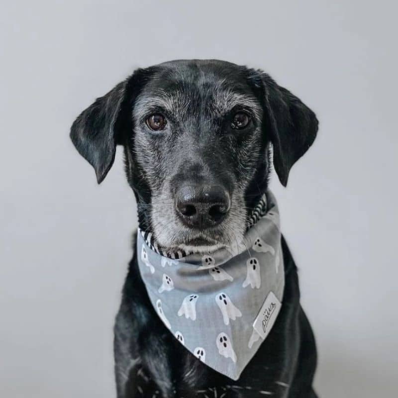 bandana pour chien 100% coton The Paws motif halloween avec fantôme et rayures 