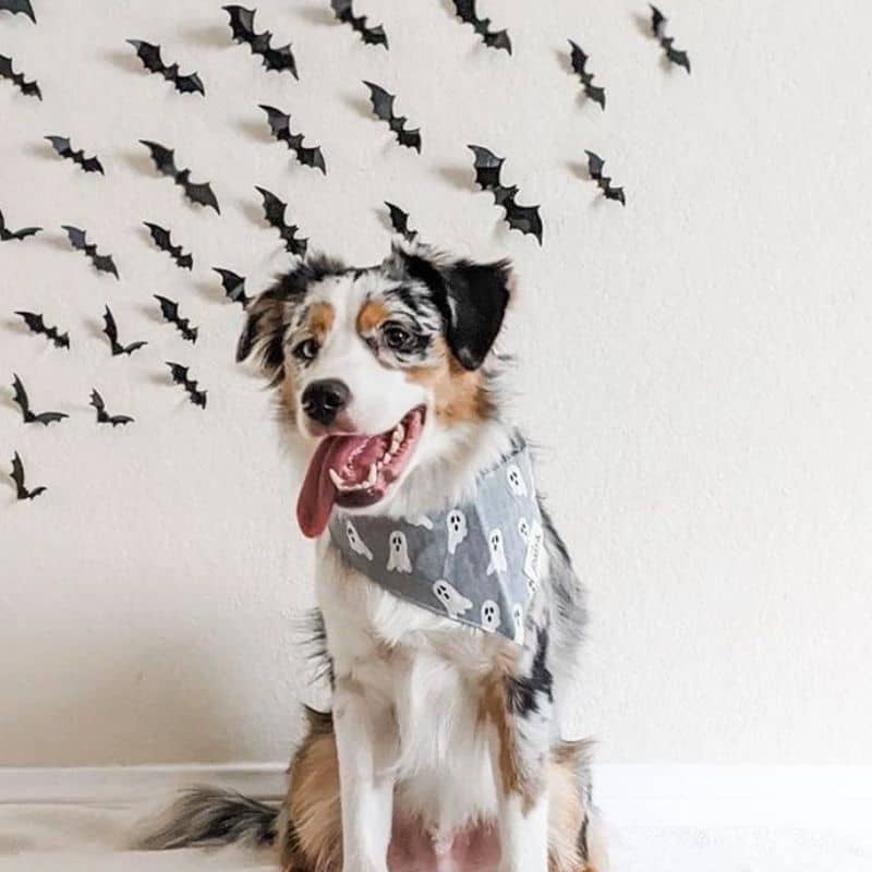 bandana pour chien 100% coton The Paws motif halloween avec fantôme et rayures 