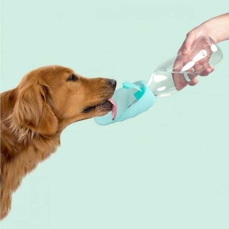 gourde portable pour chien de United Pets turquoise