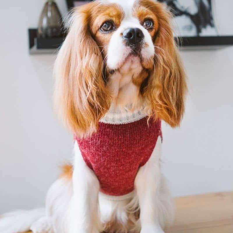 pull en angora rouge bordeaux pour chien