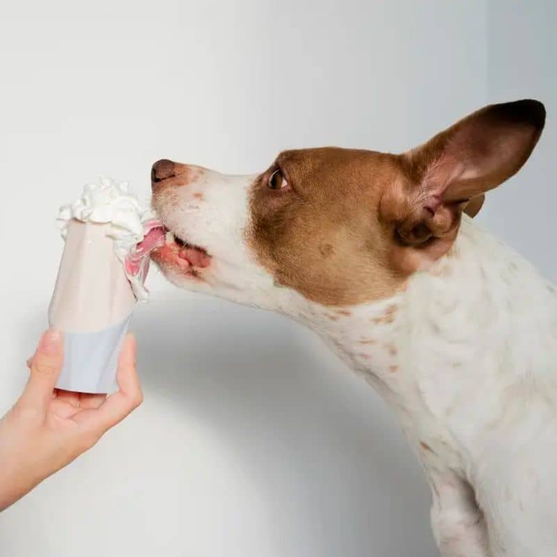 jouet d'occupation et de stimulation mentale pour chien à fourrer de friandises humides et qui se sépare en deux parties pour un nettoyage facile : The Ubbe par Up dog toys