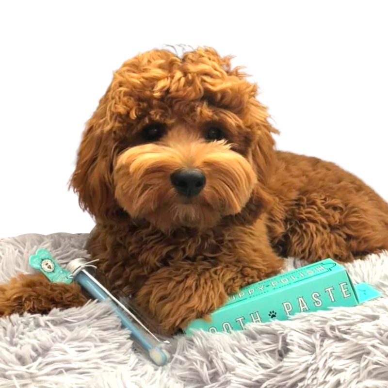 dentifrice naturel pour chien Wag & Bright pour un brossage doux luttant contre le tartre et pour une haleine fraiche