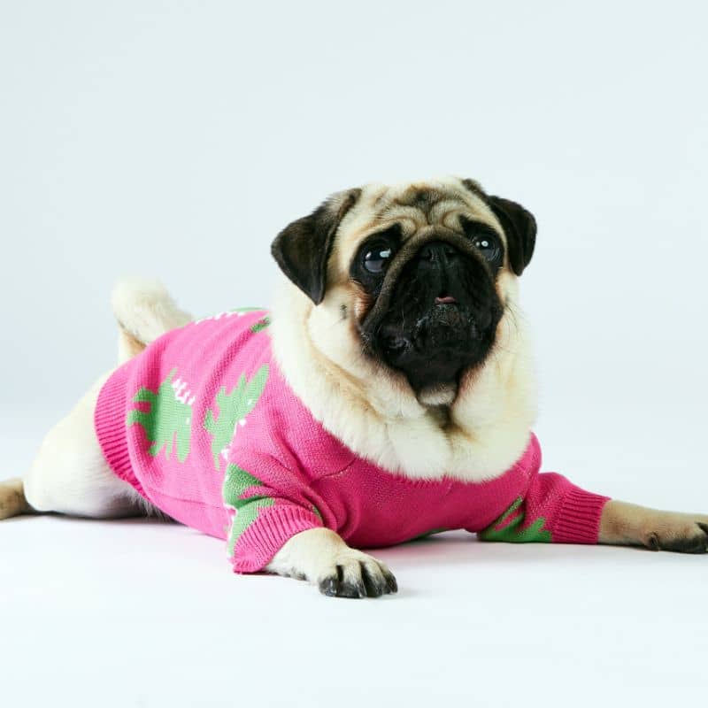 Carlin avec pull pour chien rose motif dinosaure vert