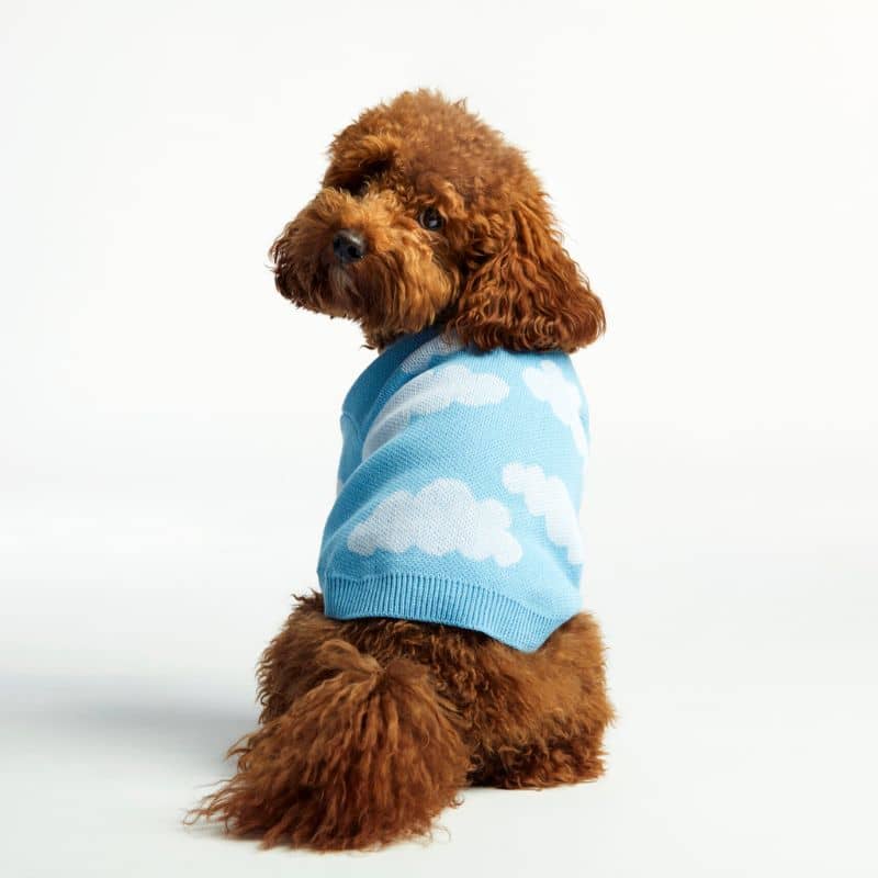 Chien de dos avec pull pour chien motif nuage