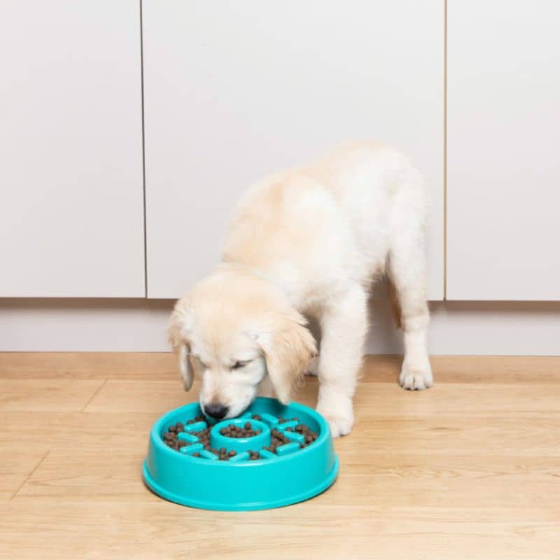 chien qui mange dans une gamelle antiglouton en forme de donut