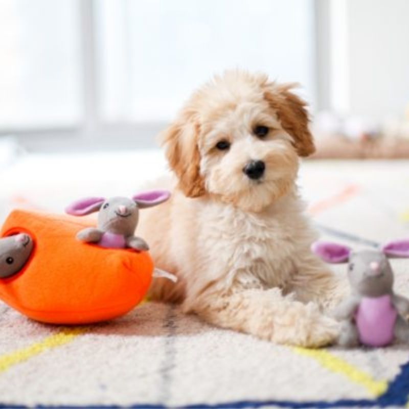 jouet puzzle “Bunny’n carrot”🥕🐰 pour chien ZippyPaws