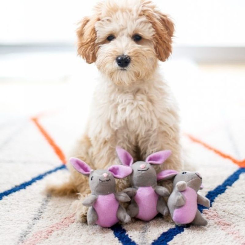 ZP230 Jouet en Peluche Interactif Carotte Avec Lapin Zippy Paws - Un chien  dans le Marais