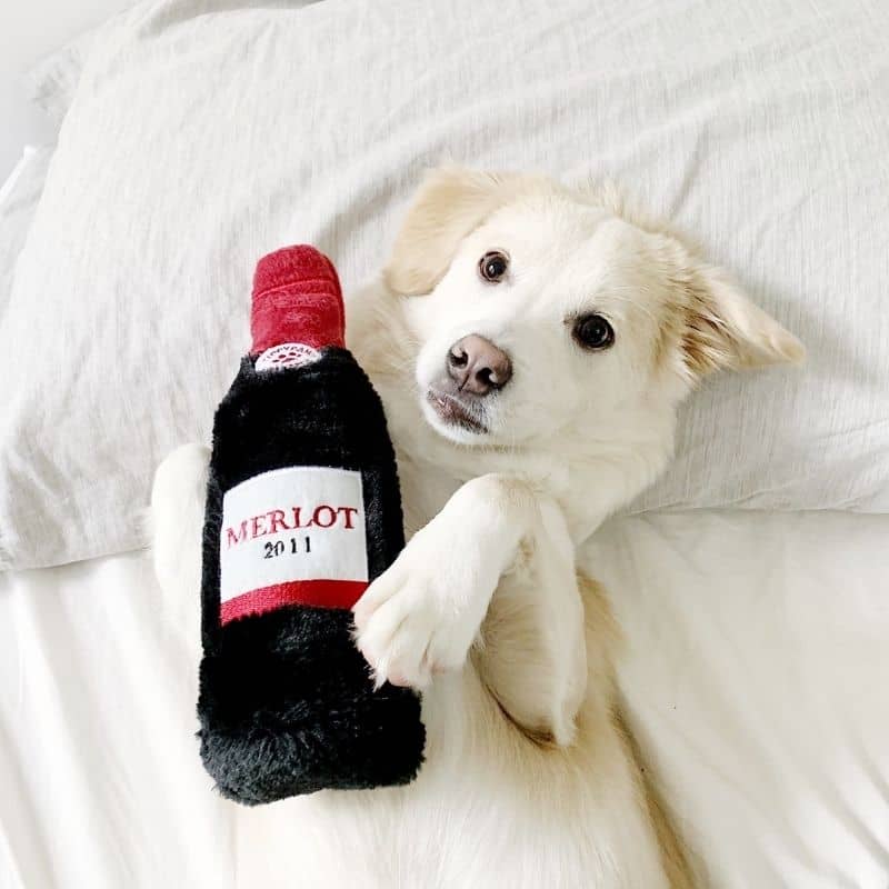 jouet bouteille “Merlot” pour chien ZippyPaws
