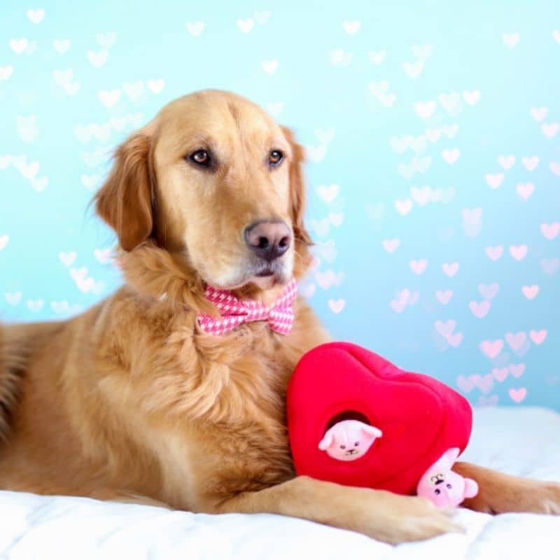 jouet d'occupation interactif pour chien Saint valentin Zippypaws peluche de flair en forme de coeur et d'oursons heart'n bears