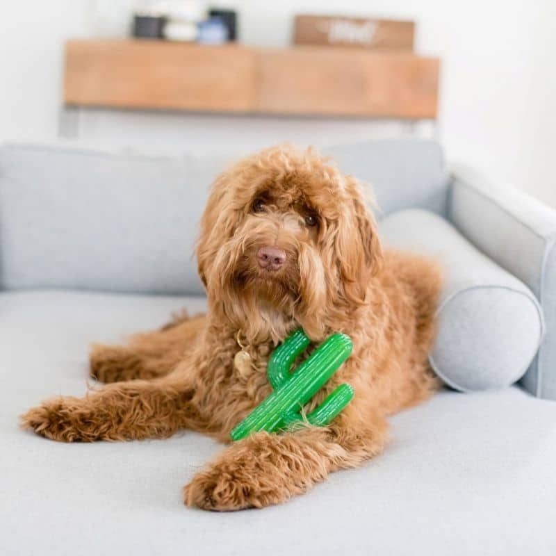 jouet résistant à mâcher pour chien en forme de cactus 🌵 ZippyPaws