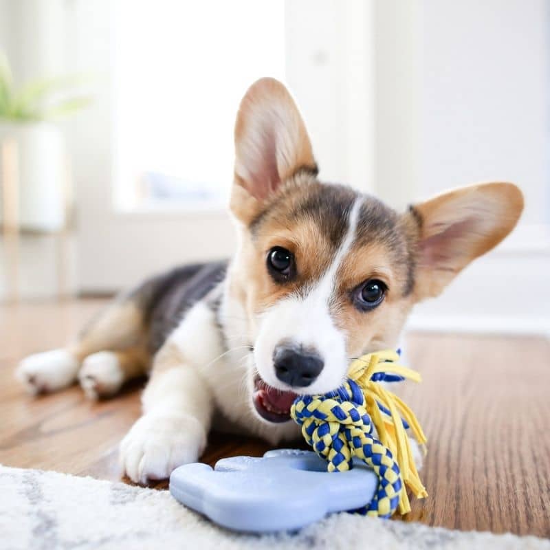 jouet résistant pour chien ou chiot en forme d'éléphant et corde Zippypaws